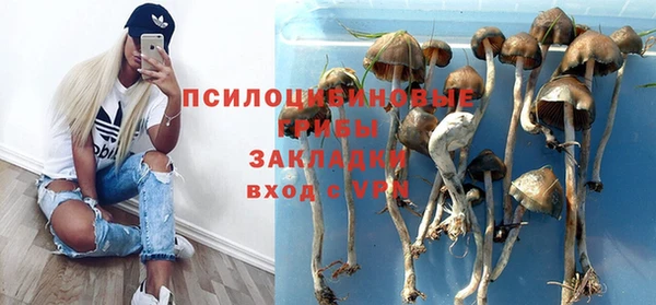 стаф Алзамай